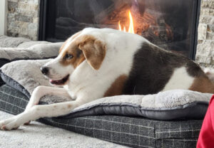 Adorable Dog with Unique Condition Wins Hearts Online