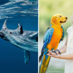 24 Fresh and Funny Animal Hybrids by a Photoshop Genius
