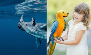 24 Fresh and Funny Animal Hybrids by a Photoshop Genius
