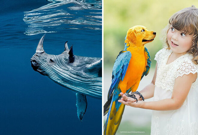 24 Fresh and Funny Animal Hybrids by a Photoshop Genius