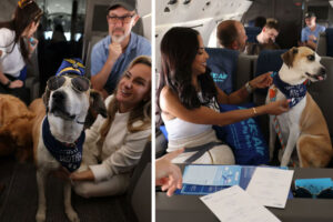 BARK Air, The First Airline Designed for the Comfort of Dogs