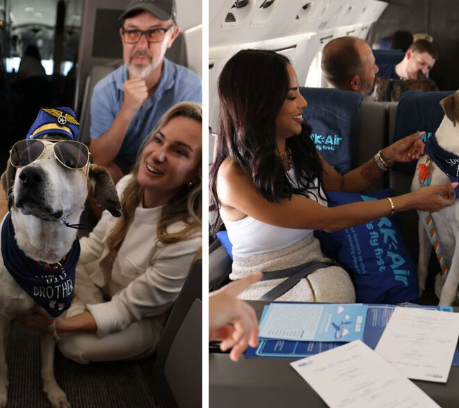 BARK Air, The First Airline Designed for the Comfort of Dogs