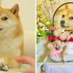 End of an Era: Beloved Doge Meme Dog Kabosu Dies at 18