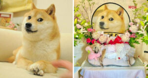 End of an Era: Beloved Doge Meme Dog Kabosu Dies at 18