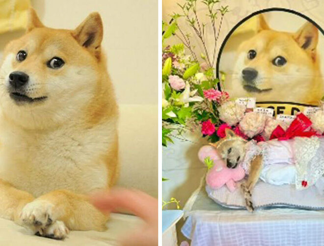 End of an Era: Beloved Doge Meme Dog Kabosu Dies at 18