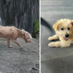 The Heartwarming Transformation of a Rescued Dog Bobby