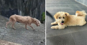The Heartwarming Transformation of a Rescued Dog Bobby