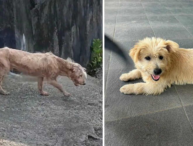 The Heartwarming Transformation of a Rescued Dog Bobby
