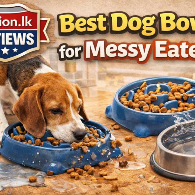 Best Dog Bowls for Messy Eaters in 2026