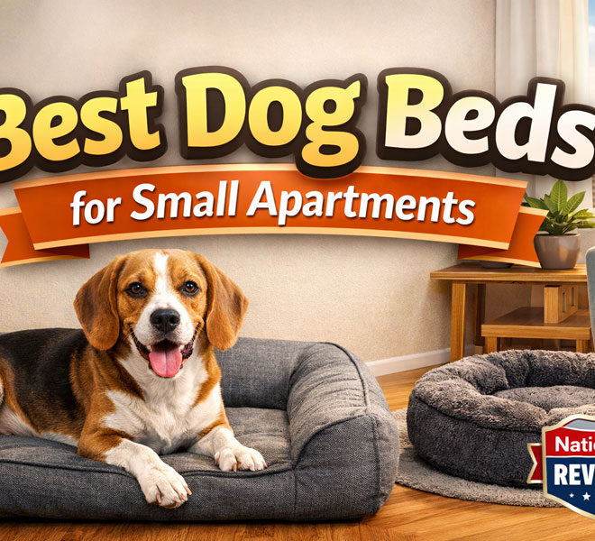 Best Dog Beds for Small Apartments (2026 Review)