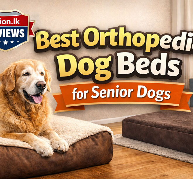 Best Orthopedic Dog Beds for Senior Dogs (2026 Review)