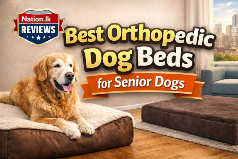 Best Orthopedic Dog Beds for Senior Dogs (2026 Review)