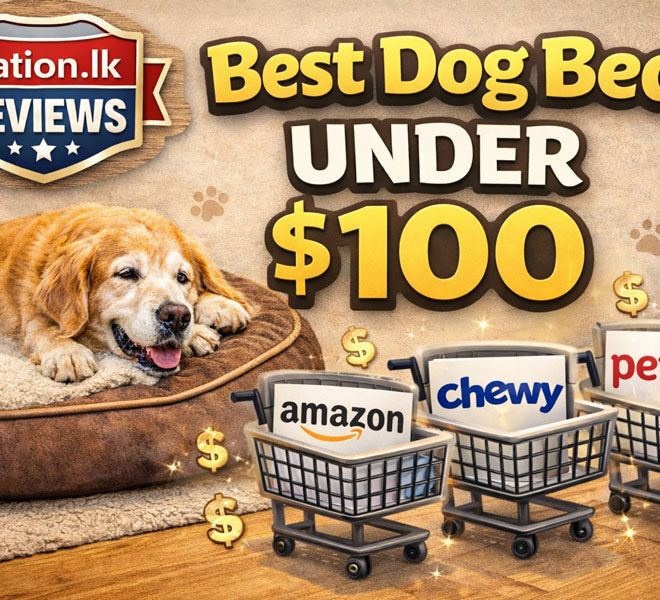 Best Dog Beds Under $100 (2026 Review)
