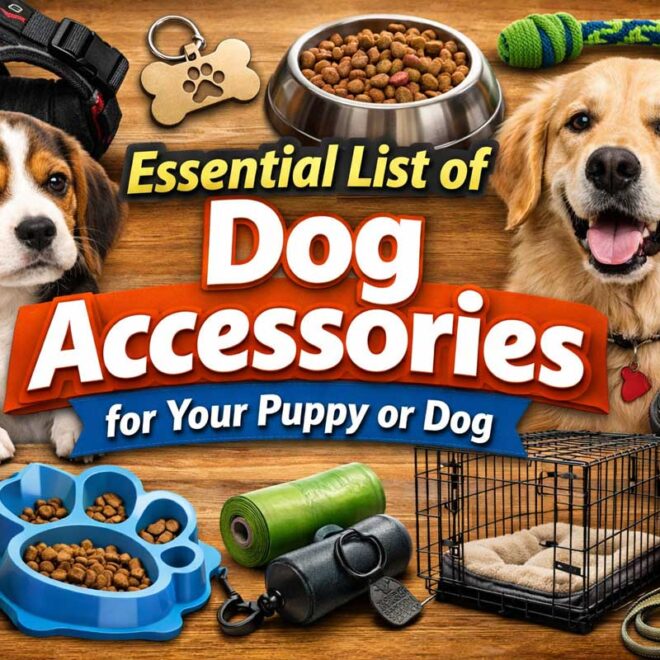 Essential List of Dog Accessories for Your Puppy or Dog