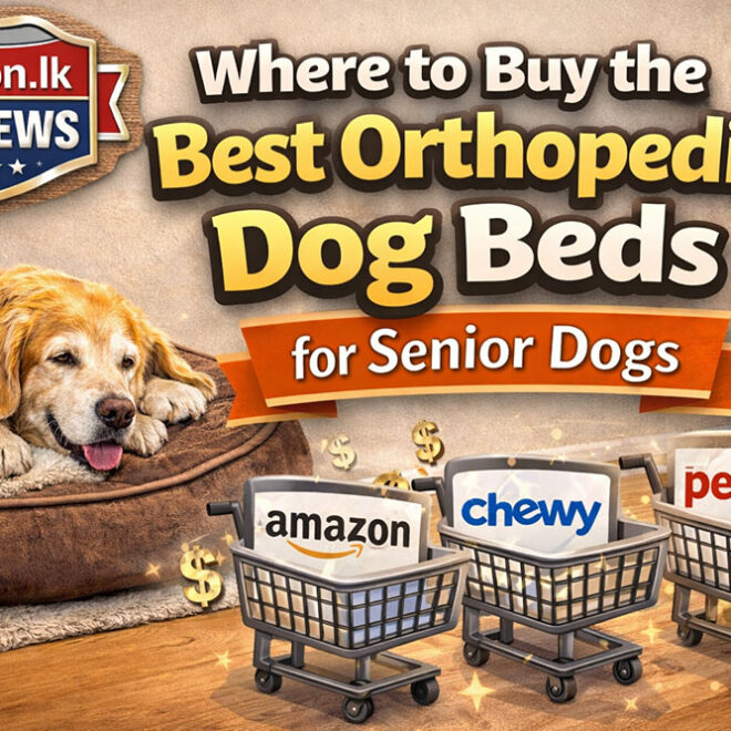 Where to Buy the Best Orthopedic Dog Beds for Senior Dogs