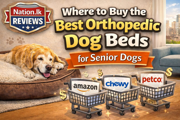 Where to Buy the Best Orthopedic Dog Beds for Senior Dogs