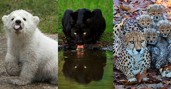 The “Hardcore Aww” Online Group Shares Pics Of Wild Animals That Are Just Dangerously Cute