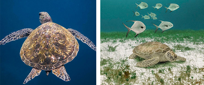 People Online Share 30 Incredible Photos That Were Taken Underneath The Water