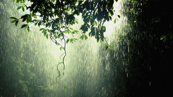 Embracing Tranquility: The Art of Relaxation with Rain Sounds