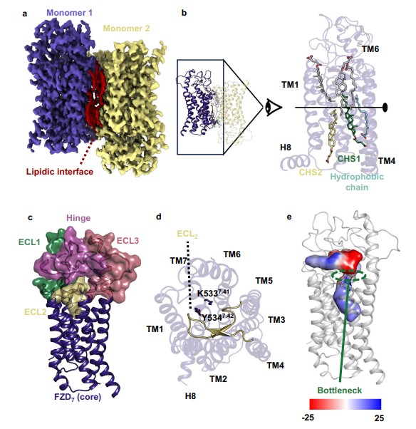 New Knowledge About Cell Receptors Paves the Way for Future Drugs Against Intestinal Tumors