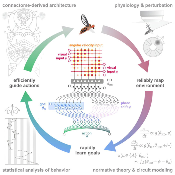 How Fruit Flies Use Internal Representations of Head Direction to Support Goal-Directed Navigation