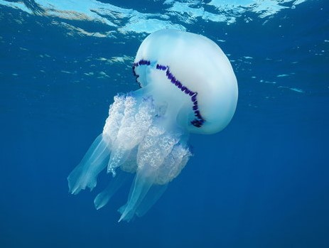 Jellyfish Under Threat: Research Reveals Parasitic Spillover from Burrowing Sea Anemone