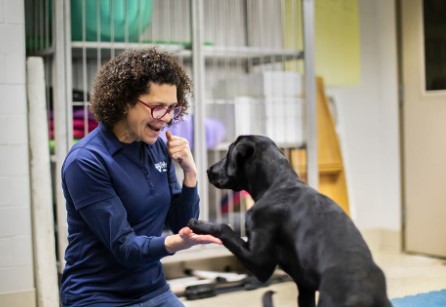 Cooler Heads Prevail: New Study Finds Head Dunking is the Best Way to Cool Overheated Dogs
