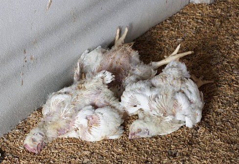 Heatwave Kills Poultry, Egg Production Drops by 20% Amid Power and Fuel Concerns