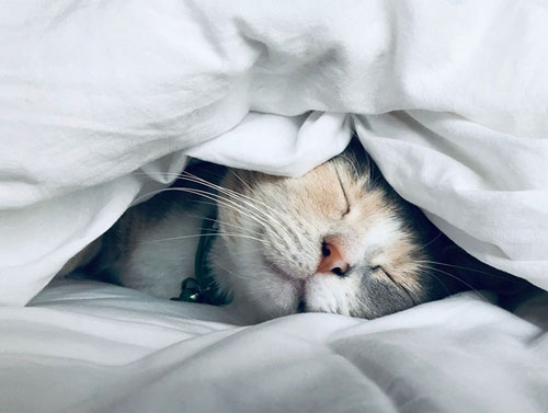 100 Best Monday Good Morning Messages for Perfect Day